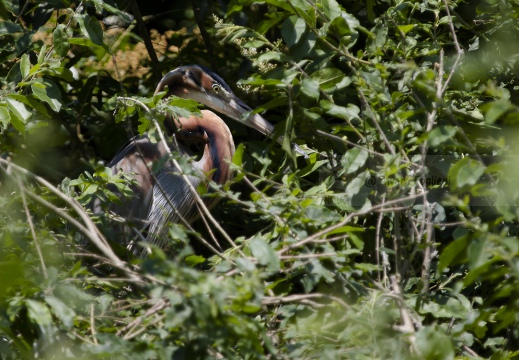 AIRONE ROSSO - Purple Heron - Ardea purpurea - Luogo: Garzaia di Celpenchio (PV) - Autore: Alvaro 