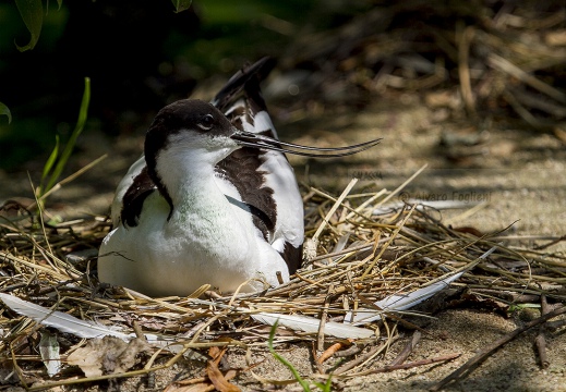 AVOCETTA - Avocet - Recurvirostra avosetta - Luogo: Parco della Salina di Cervia (RA) - Autore: Alvaro 