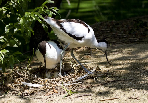 AVOCETTA - Avocet - Recurvirostra avosetta - Luogo: Parco della Salina di Cervia (RA) - Autore: Alvaro 