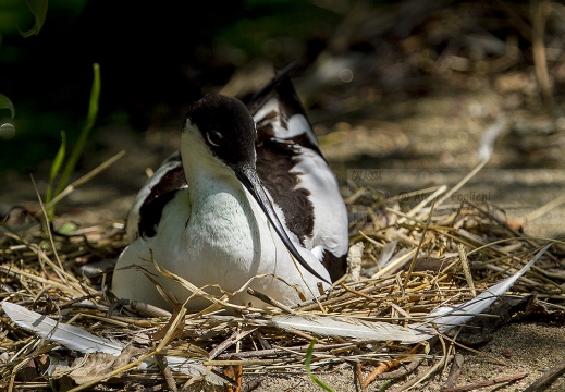 AVOCETTA - Avocet - Recurvirostra avosetta - Luogo: Parco della Salina di Cervia (RA) - Autore: Alvaro 