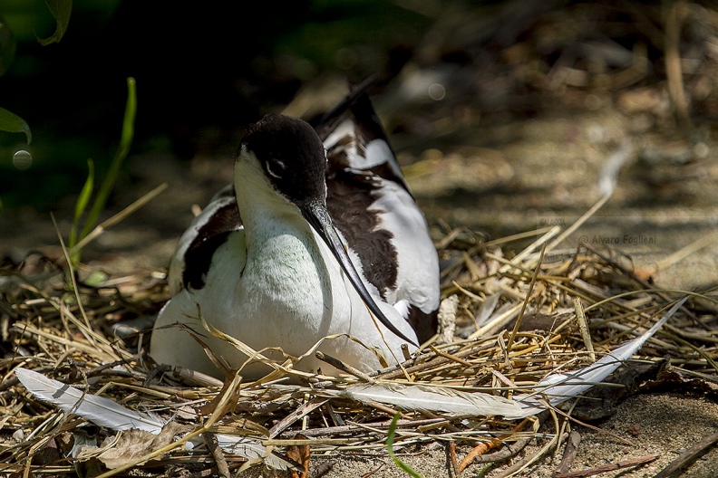 AVOCETTA - Avocet - Recurvirostra avosetta - Luogo: Parco della Salina di Cervia (RA) - Autore: Alvaro 
