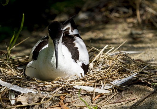 AVOCETTA - Avocet - Recurvirostra avosetta - Luogo: Parco della Salina di Cervia (RA) - Autore: Alvaro 