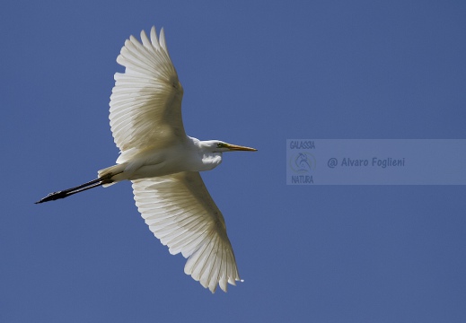 AIRONE BIANCO MAGGIORE, Great Egret, Egretta alba - Luogo: Oasi "La Madonnina" - Sant'Albano Stura  (CN) - Autore: Alvaro 