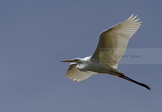 AIRONE BIANCO MAGGIORE, Great Egret, Egretta alba - Luogo: Parco Ticinello - Q.re Missaglia (MI) - Autore: Alvaro 