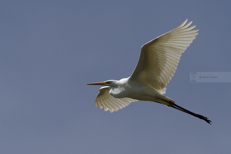 AIRONE BIANCO MAGGIORE, Great Egret, Egretta alba - Luogo: Parco Ticinello - Q.re Missaglia (MI) - Autore: Alvaro 