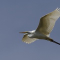 AIRONE BIANCO MAGGIORE, Great Egret, Egretta alba - Luogo: Parco Ticinello - Q.re Missaglia (MI) - Autore: Alvaro 