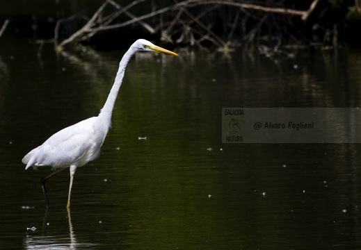 AIRONE BIANCO MAGGIORE, Great Egret, Egretta alba - Luogo: Oasi Alberone - Brivio (LC) - Autore: Alvaro 