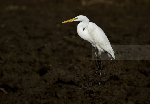 AIRONE BIANCO MAGGIORE, Great Egret, Egretta alba - Luogo: Risaie pavesi - Roncaro (PV) - Autore: Alvaro 