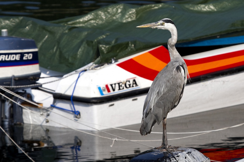  AIRONE CENERINO - Grey Heron - Ardea cinerea - Luogo: Fiume Adda - Pescarenico (LC) - Autore: Alvaro
