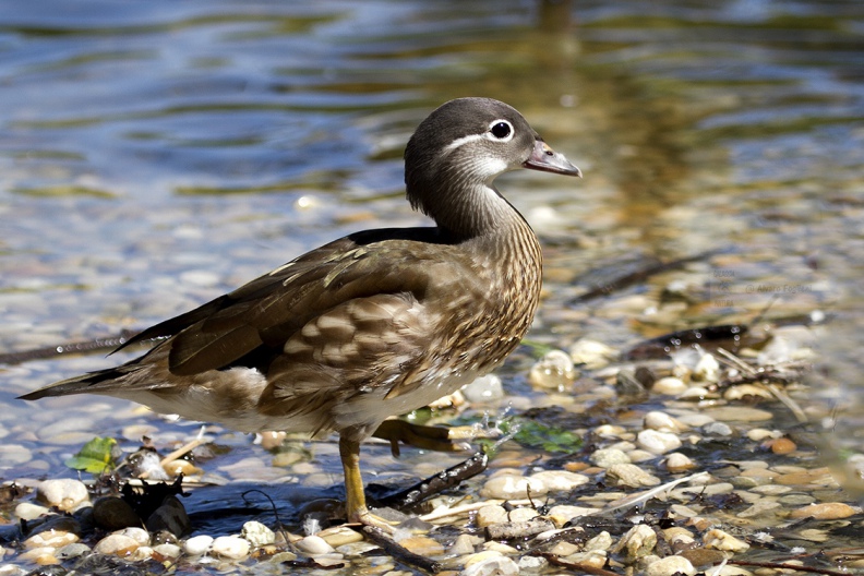 ANATRA MANDARINA - Mandarin duck - Aix galericulata - Luogo: Lago di Varese - Schiranna (VA) - Autore: Alvaro 