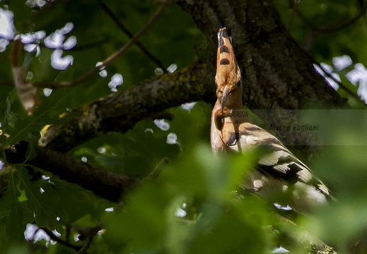 UPUPA - Hoopoe - Upupa epops - Luogo: Oasi "La Madonnina" - Sant'Albano Stura (CN) - Autore: Alvaro 