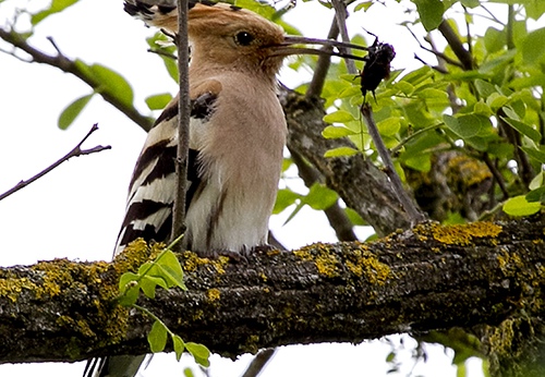 UPUPA - Hoopoe - Upupa epops - Luogo: Oasi "La Madonnina" - Sant'Albano Stura (CN) - Autore: Alvaro 