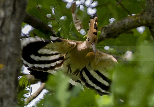 UPUPA - Hoopoe - Upupa epops - Luogo: Oasi "La Madonnina" - Sant'Albano Stura (CN) - Autore: Alvaro 