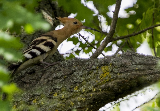 UPUPA - Hoopoe - Upupa epops - Luogo: Oasi "La Madonnina" - Sant'Albano Stura (CN) - Autore: Alvaro 