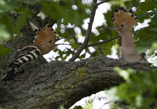 UPUPA - Hoopoe - Upupa epops - Luogo: Oasi "La Madonnina" - Sant'Albano Stura (CN) - Autore: Alvaro 