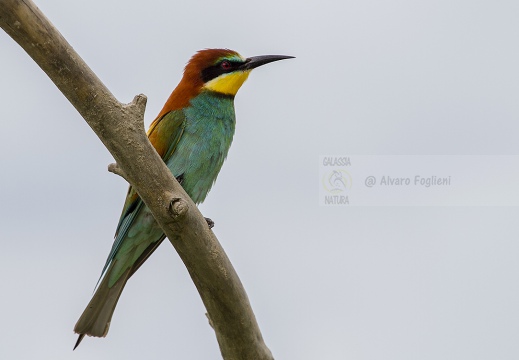 GRUCCIONE - Bee-eater - Merops apiaster - Luogo: Valle dello Stura -  Sant'Albano (CN) - Autore: Alvaro 