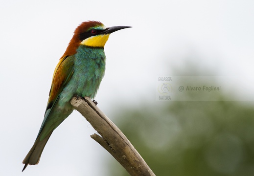 GRUCCIONE - Bee-eater - Merops apiaster - Luogo: Valle dello Stura -  Sant'Albano (CN) - Autore: Alvaro 