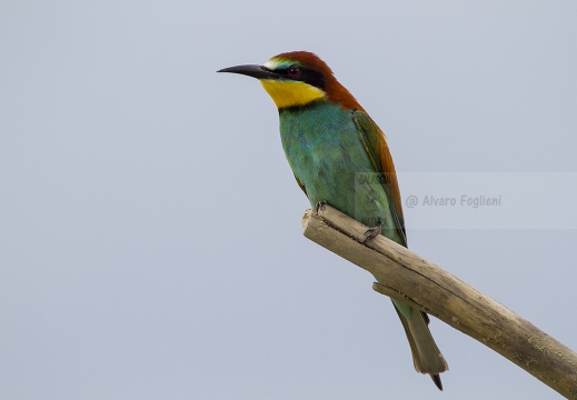 GRUCCIONE - Bee-eater - Merops apiaster - Luogo: Valle dello Stura -  Sant'Albano (CN) - Autore: Alvaro 