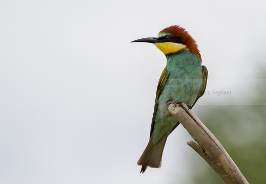 GRUCCIONE - Bee-eater - Merops apiaster - Luogo: Valle dello Stura -  Sant'Albano (CN) - Autore: Alvaro 