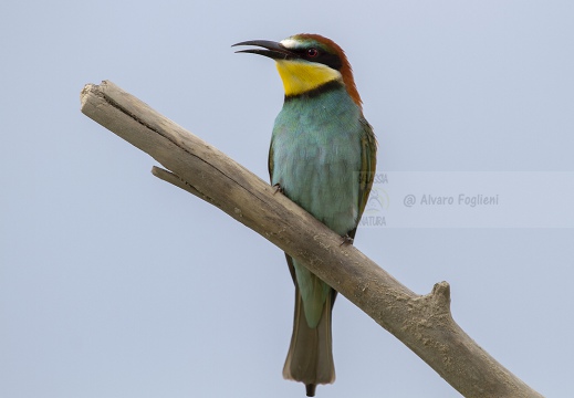 GRUCCIONE - Bee-eater - Merops apiaster - Luogo: Valle dello Stura -  Sant'Albano (CN) - Autore: Alvaro 
