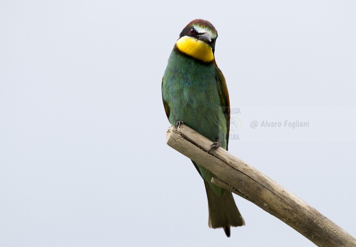 GRUCCIONE - Bee-eater - Merops apiaster - Luogo: Valle dello Stura -  Sant'Albano (CN) - Autore: Alvaro 
