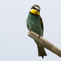 GRUCCIONE - Bee-eater - Merops apiaster - Luogo: Valle dello Stura -  Sant'Albano (CN) - Autore: Alvaro 