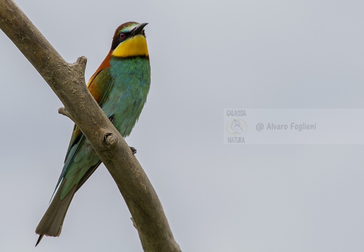 GRUCCIONE - Bee-eater - Merops apiaster - Luogo: Valle dello Stura -  Sant'Albano (CN) - Autore: Alvaro 