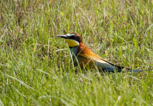 GRUCCIONE - Bee-eater - Merops apiaster - Luogo: Valle dello Stura -  Sant'Albano (CN) - Autore: Alvaro 