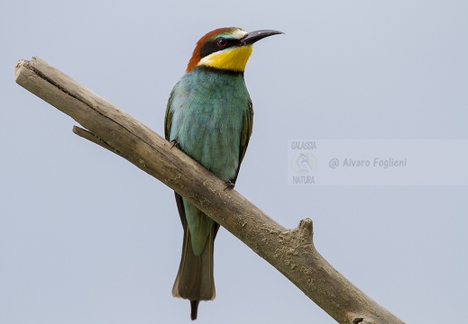 GRUCCIONE - Bee-eater - Merops apiaster - Luogo: Valle dello Stura -  Sant'Albano (CN) - Autore: Alvaro 