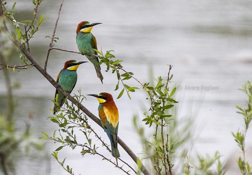 GRUCCIONE - Bee-eater - Merops apiaster - Luogo: Valle dello Stura -  Sant'Albano (CN) - Autore: Alvaro 