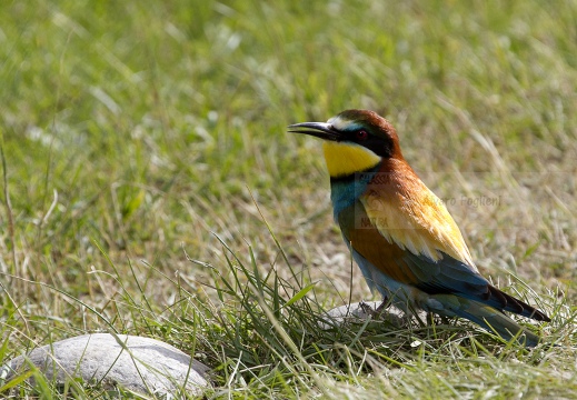 GRUCCIONE - Bee-eater - Merops apiaster - Luogo: Valle dello Stura -  Sant'Albano (CN) - Autore: Alvaro 