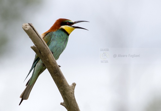 GRUCCIONE - Bee-eater - Merops apiaster - Luogo: Valle dello Stura -  Sant'Albano (CN) - Autore: Alvaro 