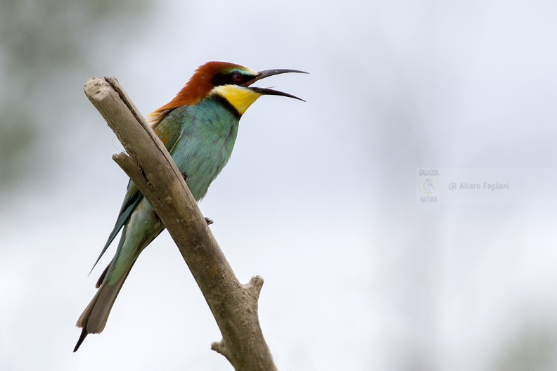 GRUCCIONE - Bee-eater - Merops apiaster - Luogo: Valle dello Stura -  Sant'Albano (CN) - Autore: Alvaro 