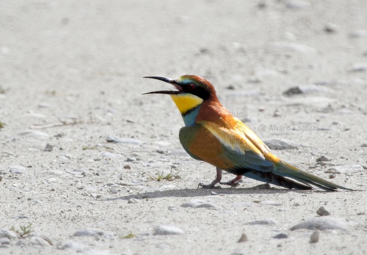 GRUCCIONE - Bee-eater - Merops apiaster - Luogo: Valle dello Stura -  Sant'Albano (CN) - Autore: Alvaro 