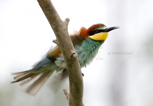 GRUCCIONE - Bee-eater - Merops apiaster - Luogo: Valle dello Stura -  Sant'Albano (CN) - Autore: Alvaro 