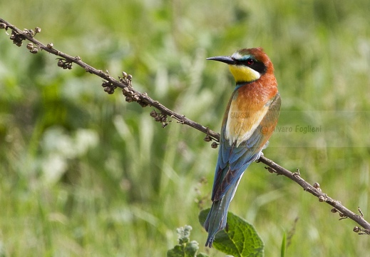 GRUCCIONE - Bee-eater - Merops apiaster - Luogo: Valle dello Stura -  Sant'Albano (CN) - Autore: Alvaro 