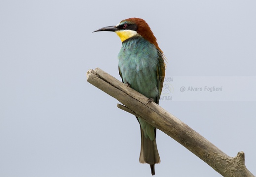 GRUCCIONE - Bee-eater - Merops apiaster - Luogo: Valle dello Stura -  Sant'Albano (CN) - Autore: Alvaro 