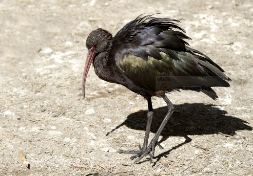 MIGNATTAIO - Glossy Ibis - Plegadis falcinellus - Luogo: Risaie vercellesi - Lignana (VC) - Autore: Alvaro 