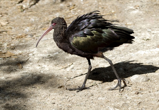 MIGNATTAIO - Glossy Ibis - Plegadis falcinellus - Luogo: Risaie vercellesi - Lignana (VC) - Autore: Alvaro 