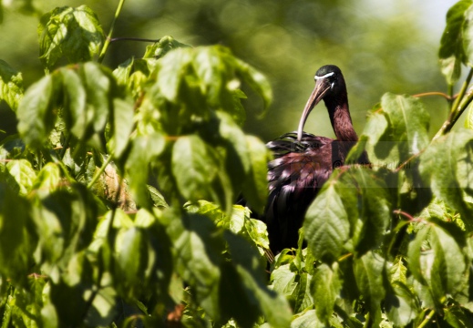 MIGNATTAIO - Glossy Ibis - Plegadis falcinellus - Luogo: Garzaia "Lago di Sartirana" - Sartirana (PV) - Autore: Alvaro 