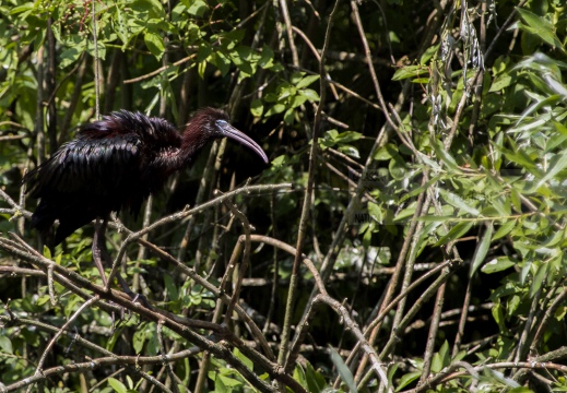 MIGNATTAIO - Glossy Ibis - Plegadis falcinellus - Luogo: Garzaia "Lago di Sartirana" - Sartirana (PV) - Autore: Alvaro 