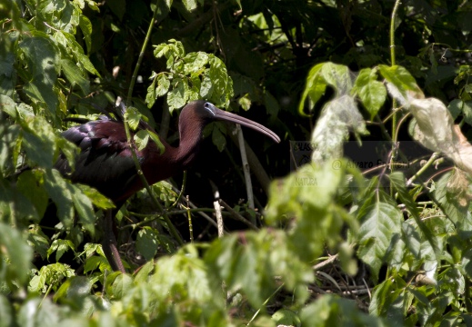 MIGNATTAIO - Glossy Ibis - Plegadis falcinellus - Luogo: Garzaia "Lago di Sartirana" - Sartirana (PV) - Autore: Alvaro 