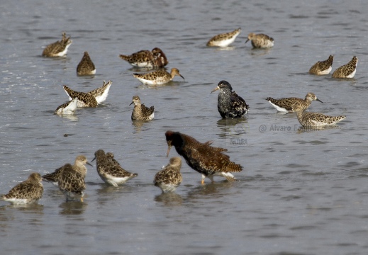 COMBATTENTE - Ruff - Philomachus pugnax - Luogo: Risaie Vercellesi - Cascina Spinola (VC) - Autore: Alvaro 