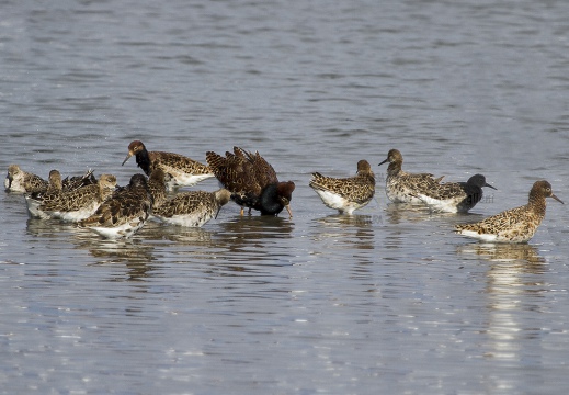 COMBATTENTE - Ruff - Philomachus pugnax - Luogo: Risaie Vercellesi - Cascina Spinola (VC) - Autore: Alvaro 