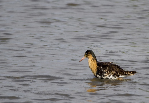 COMBATTENTE - Ruff - Philomachus pugnax - Luogo: Risaie Vercellesi - Cascina Spinola (VC) - Autore: Alvaro 