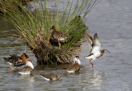 COMBATTENTE - Ruff - Philomachus pugnax - Luogo: Risaie Vercellesi - Cascina Spinola (VC) - Autore: Alvaro 