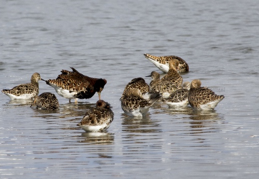COMBATTENTE - Ruff - Philomachus pugnax - Luogo: Risaie Vercellesi - Cascina Spinola (VC) - Autore: Alvaro 