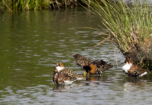 COMBATTENTE - Ruff - Philomachus pugnax - Luogo: Risaie Vercellesi - Cascina Spinola (VC) - Autore: Alvaro 