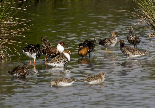 COMBATTENTE - Ruff - Philomachus pugnax - Luogo: Risaie Vercellesi - Cascina Spinola (VC) - Autore: Alvaro 