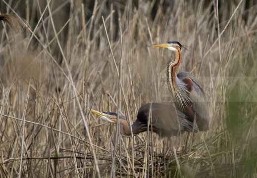 AIRONE ROSSO - Purple Heron - Ardea purpurea - Luogo: Centrale nucleare Enrico Fermi - Trino V.se (VC) - Autore: Alvaro 